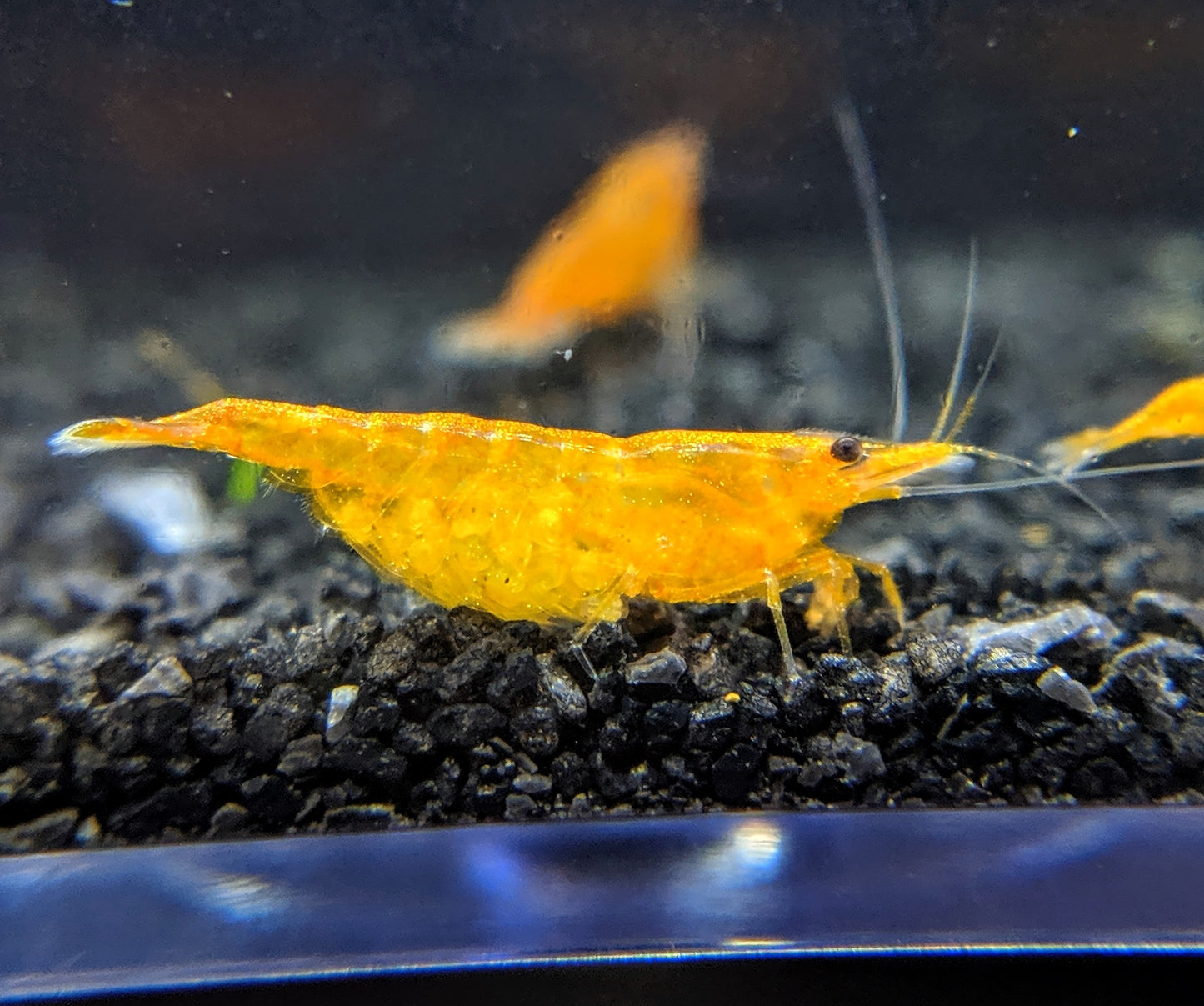 Neocaridina Skittle Pack