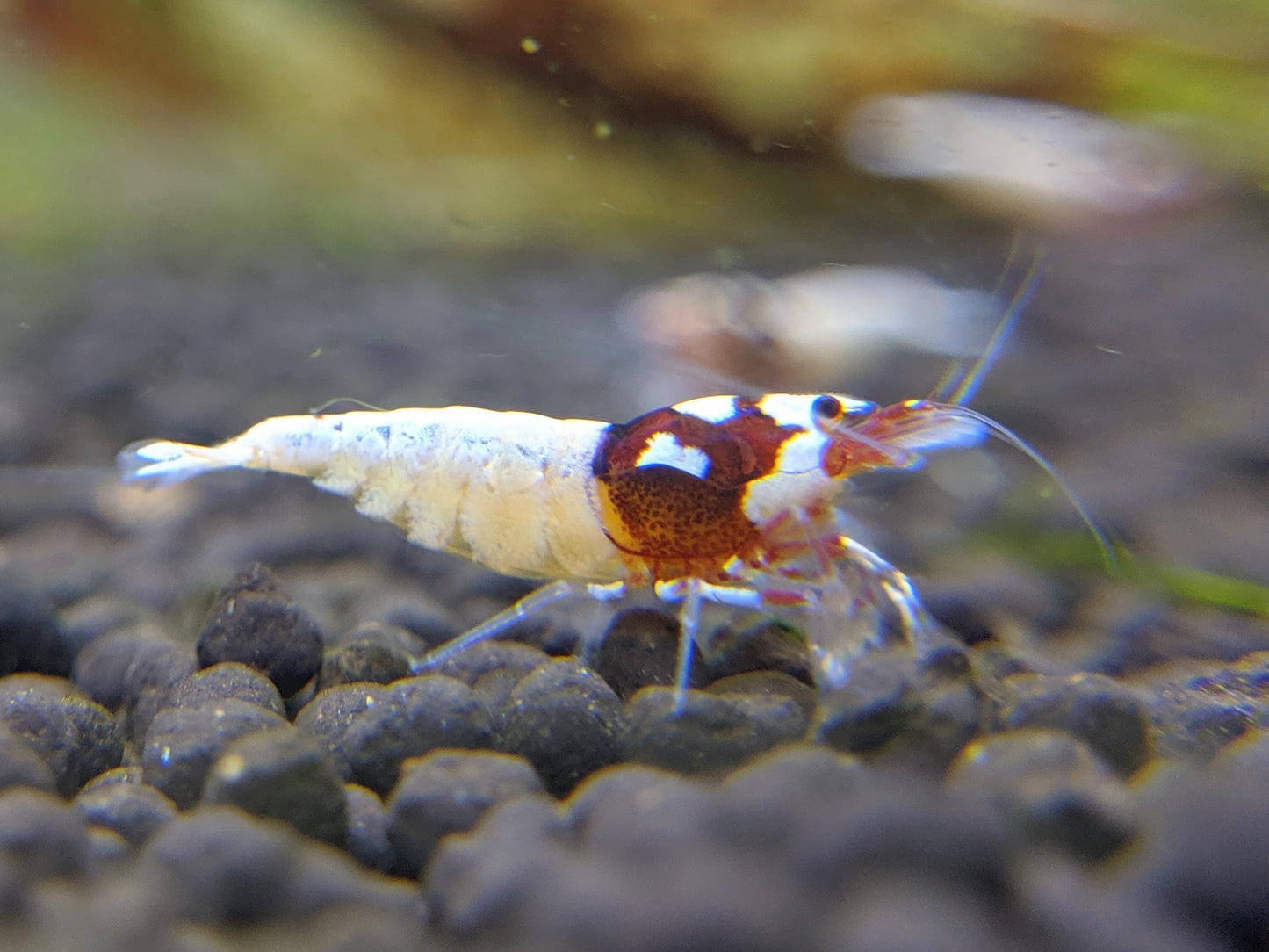 Red German Spotted Head Pinto - shrimpy-business