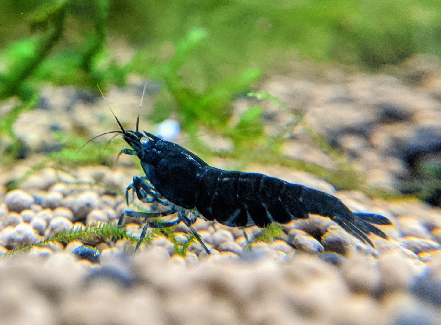 Orange-Eye Royal Blue Tiger Shrimp - shrimpy-business