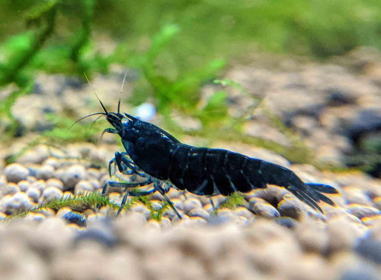 Orange-Eye Royal Blue Tiger Shrimp