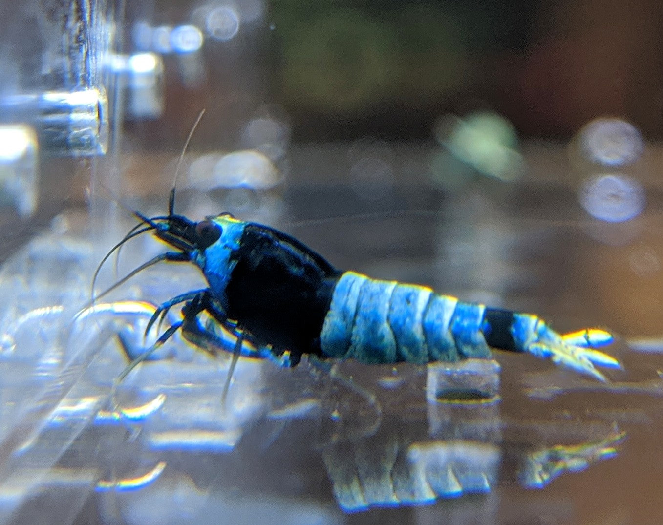 Shadow Mosura Shrimp