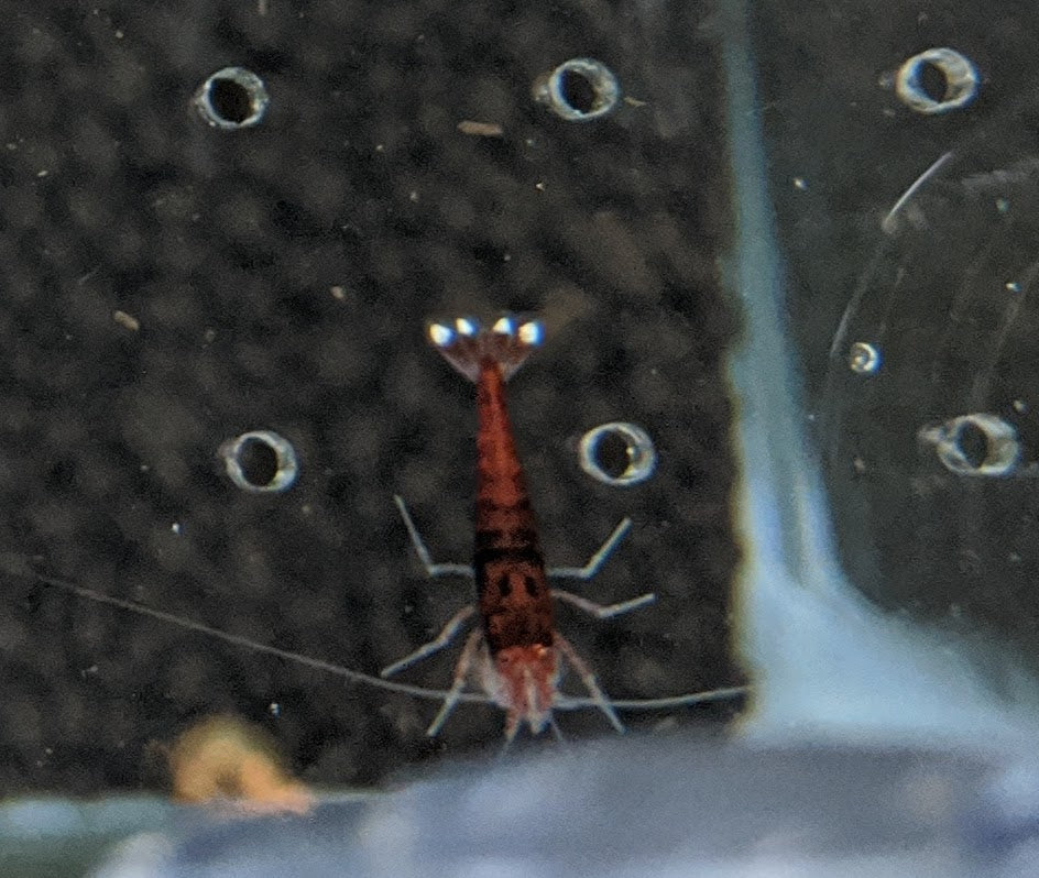 Extreme Red King Kong - shrimpy-business