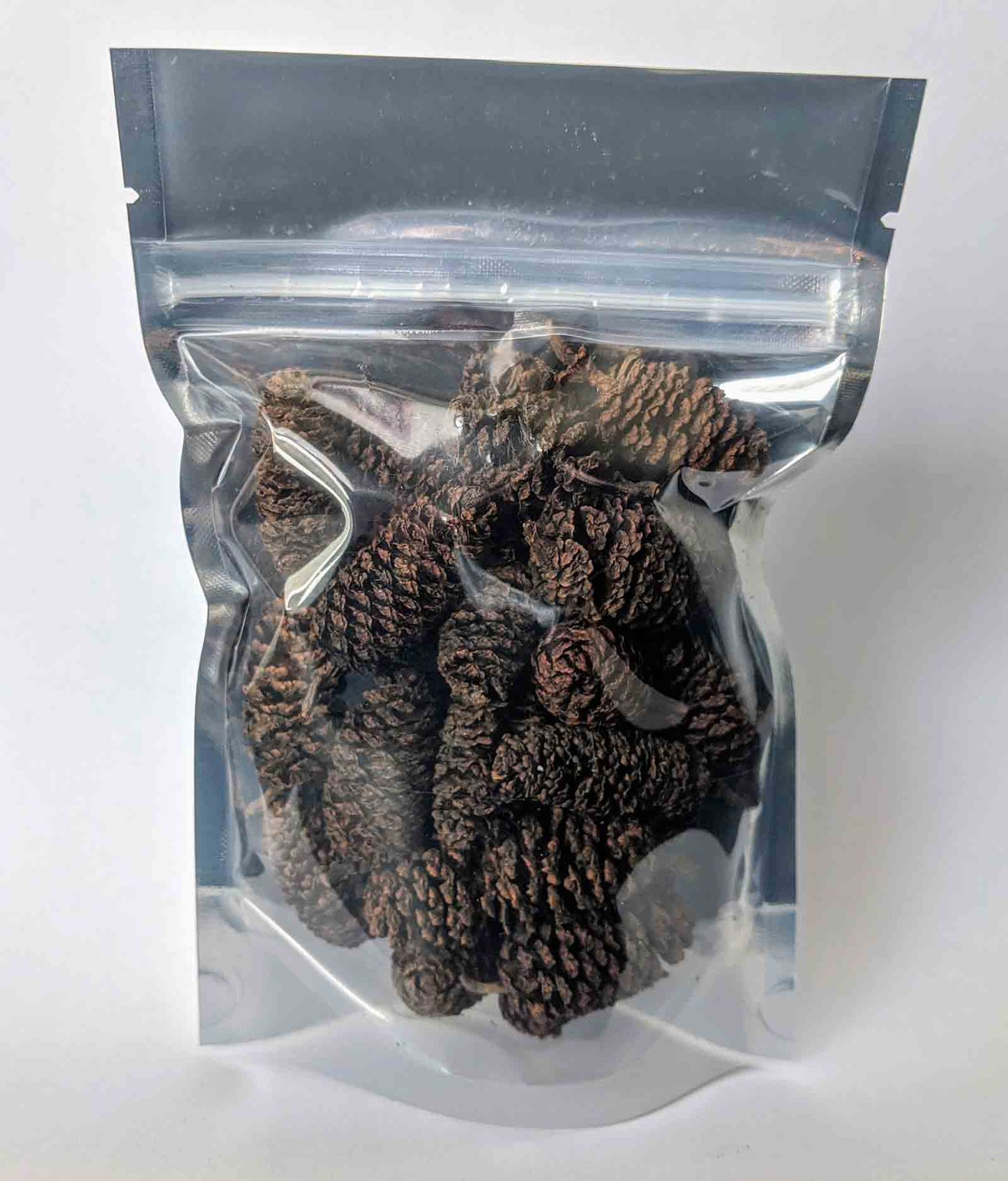 Birch Cones