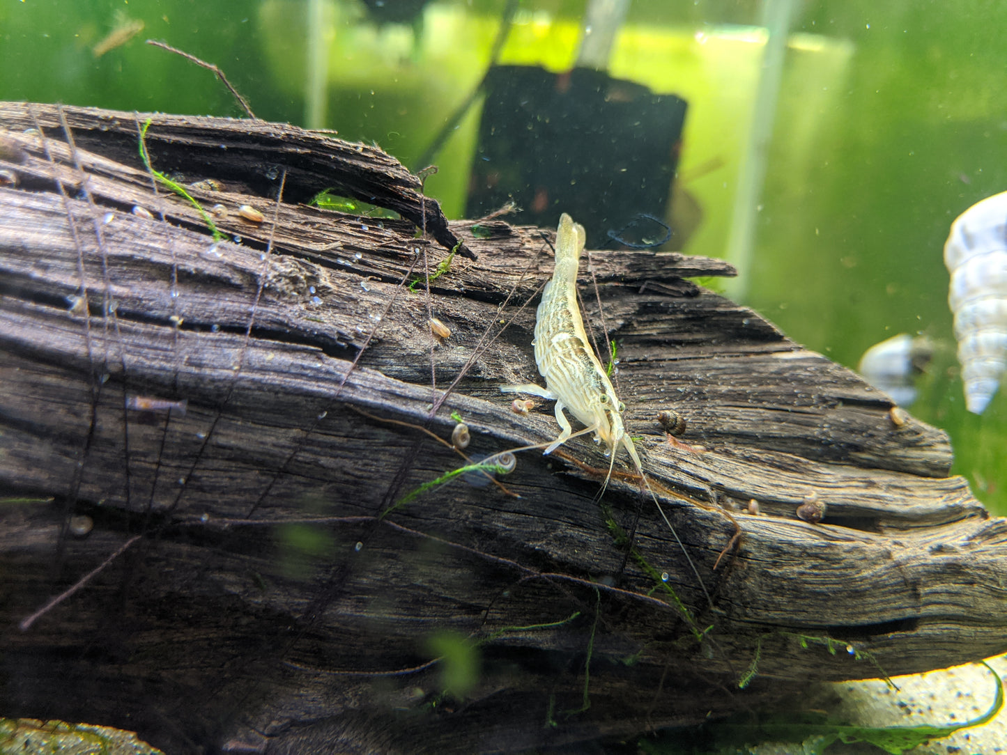 Bamboo Shrimp (ATYOPSIS SPINIPES)