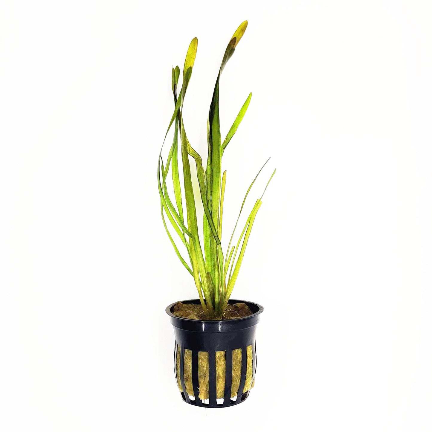 Vallisneria