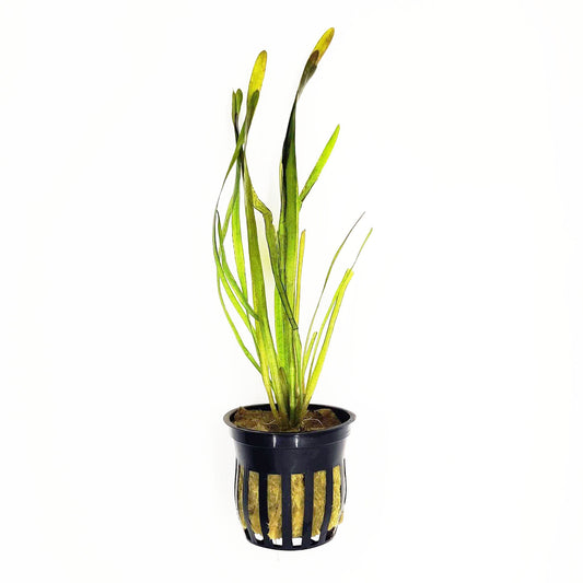 Vallisneria