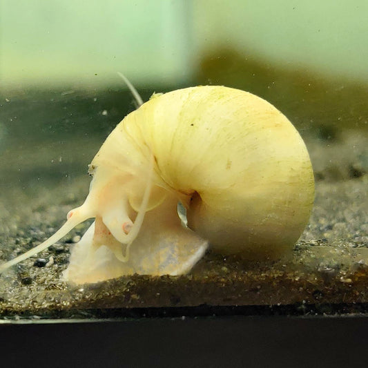 Ivory Mystery Snail