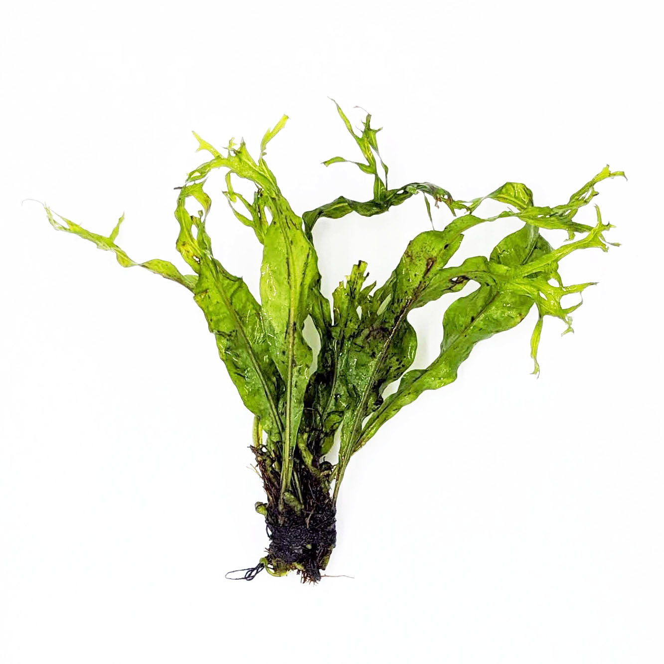 Java Fern Windelov "Lacy Java Fern"