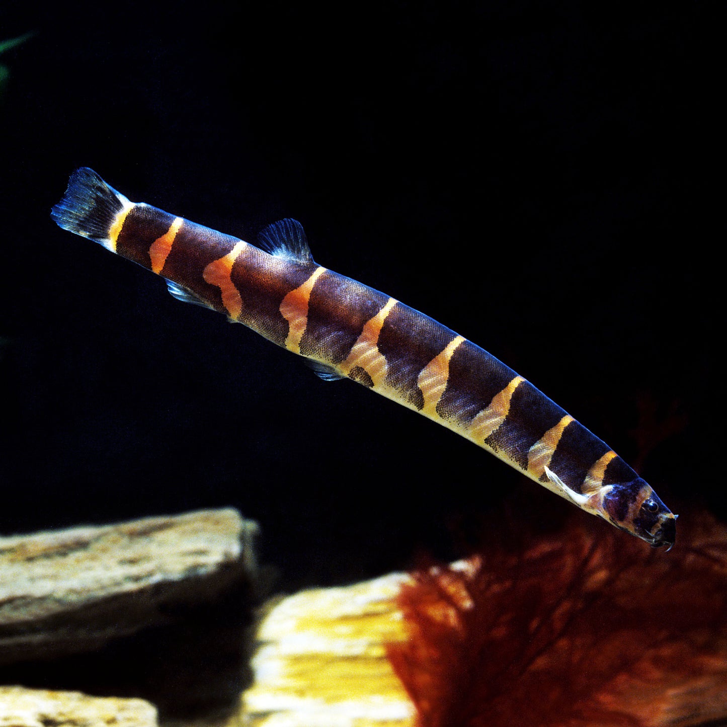 Kuhli Loach