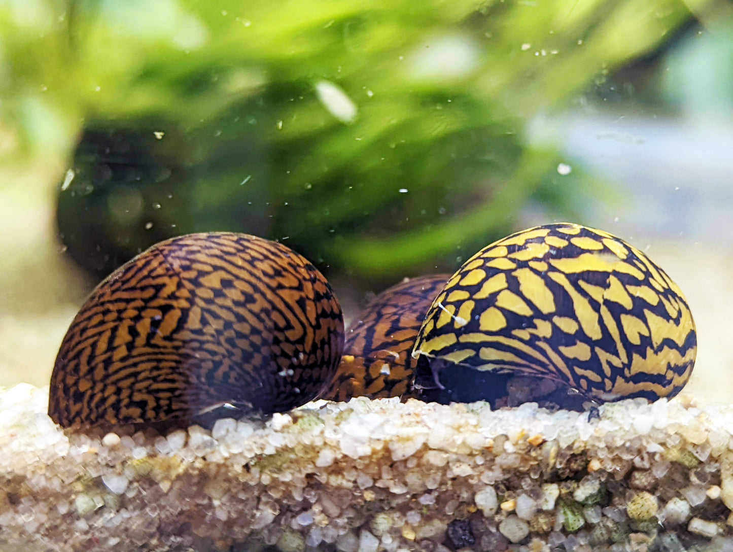 Lightning Bolt Nerite Snail