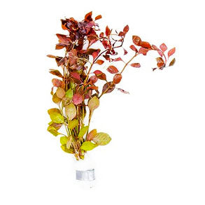 Ludwigia Natans Super Red