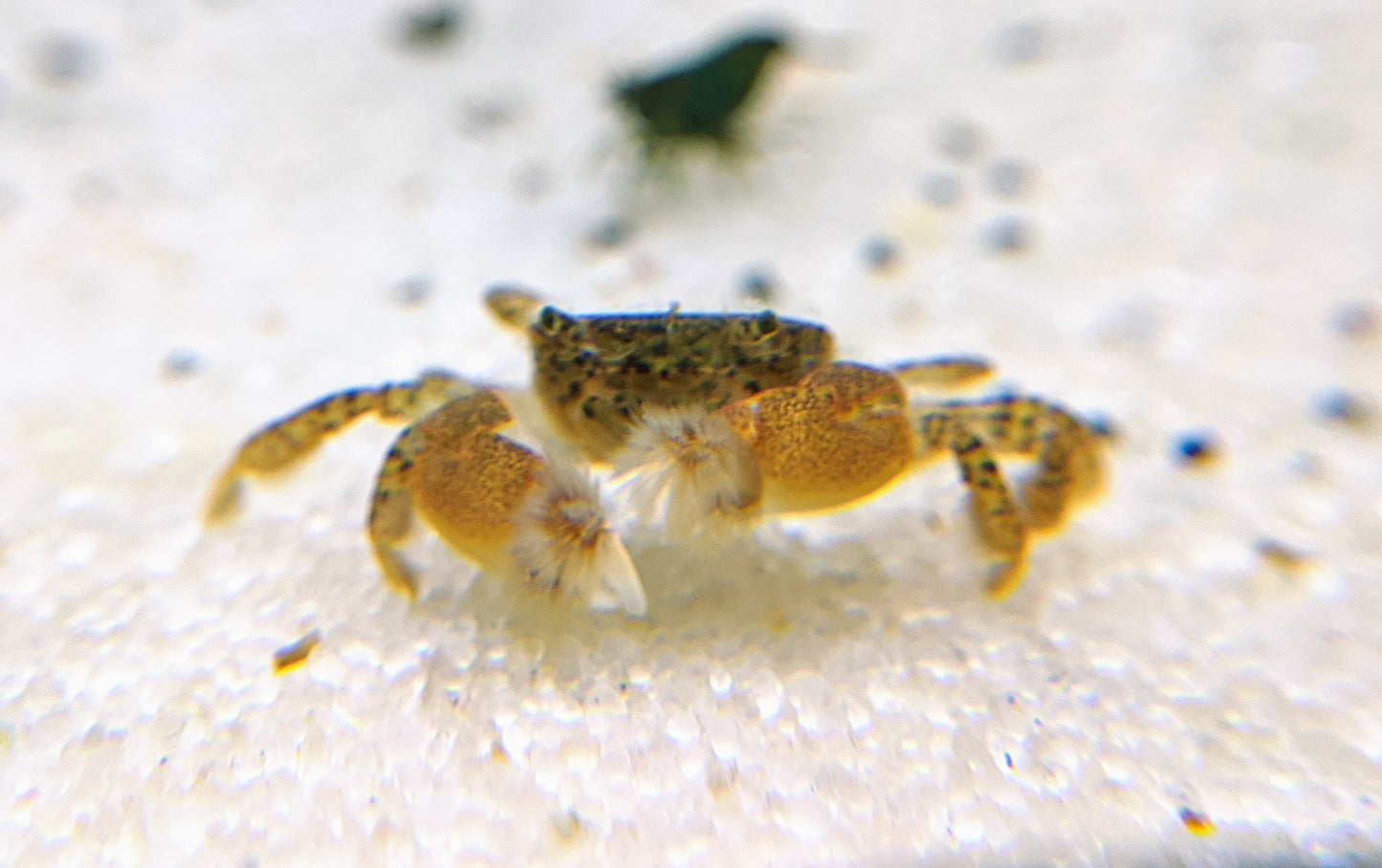 Freshwater pom pom crabs for sale.