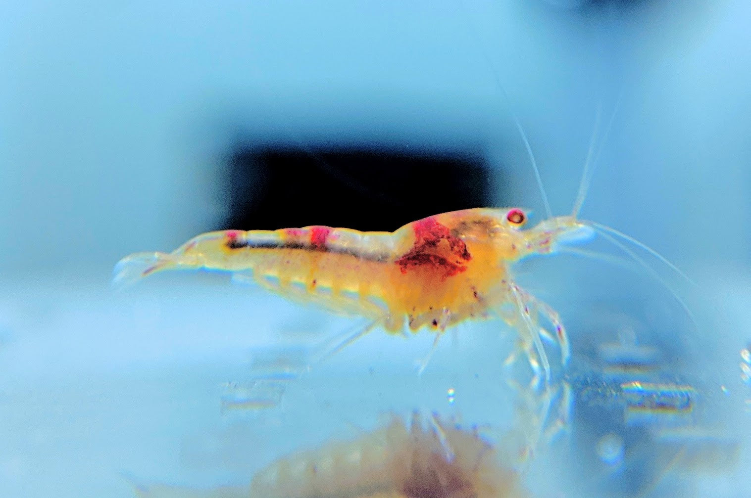 Ghost Shrimp Aquarium Care
