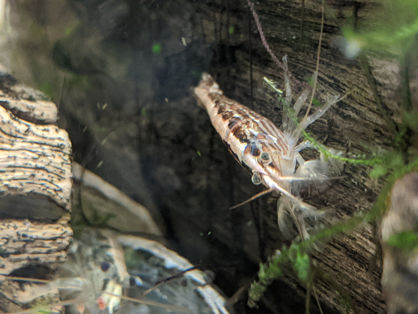 Bamboo Shrimp (ATYOPSIS SPINIPES)