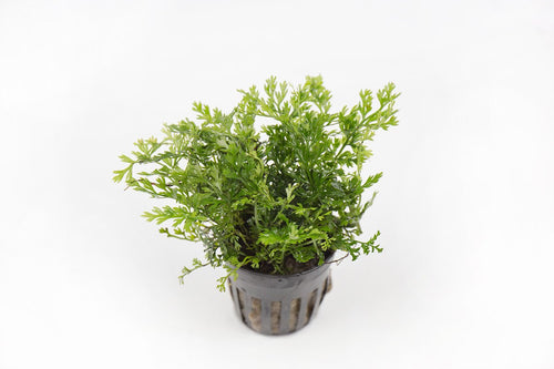 Bolbitis Heteroclita Difformis