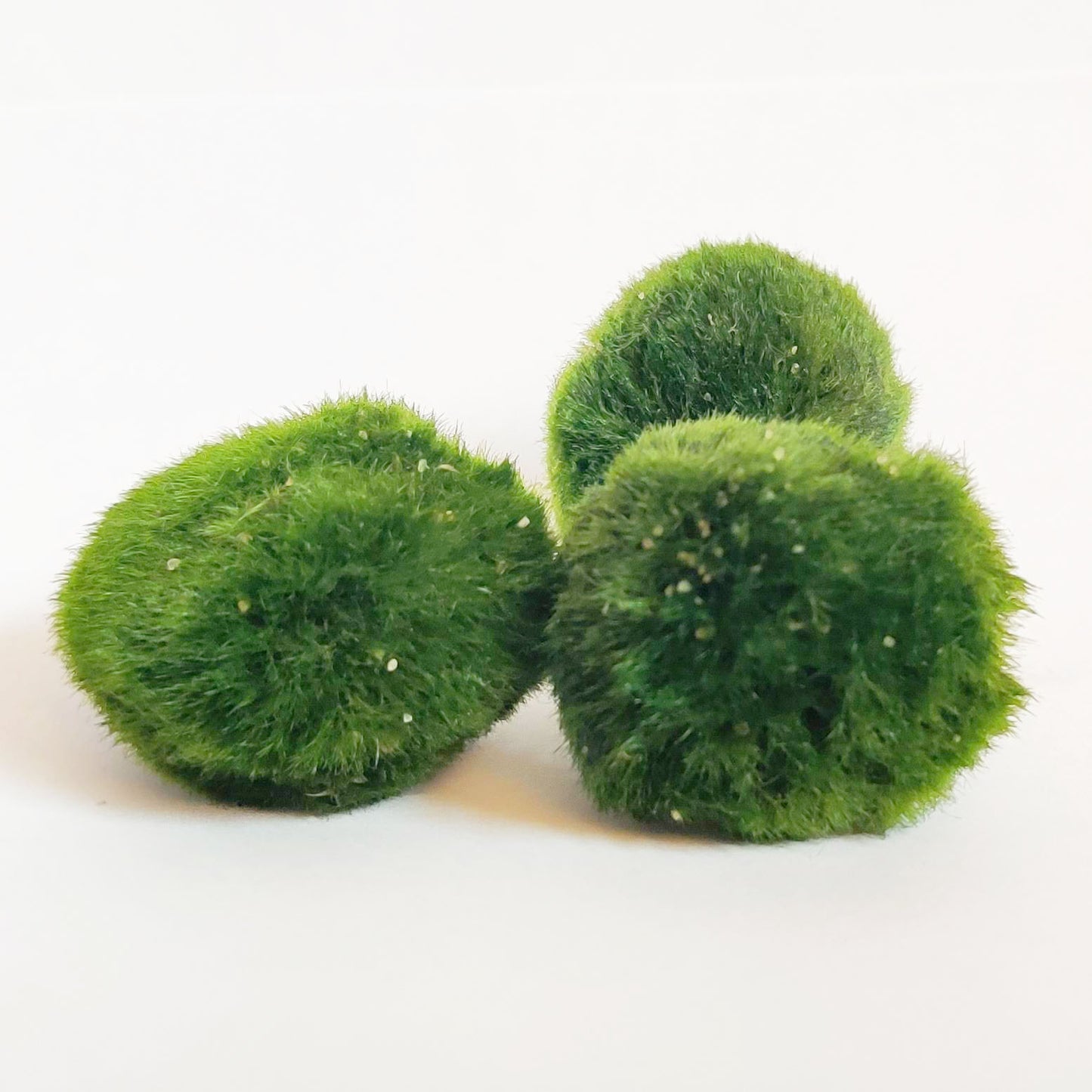 Moss Balls