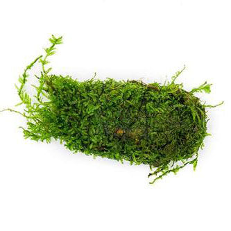 Christmas Moss attached to Clay, Aquarium Plants