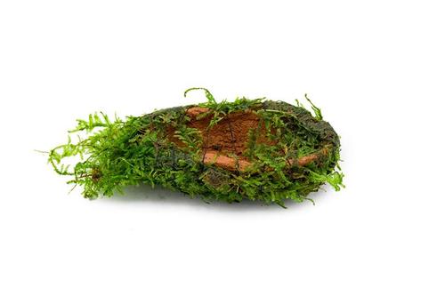 Christmas Moss attached to Clay