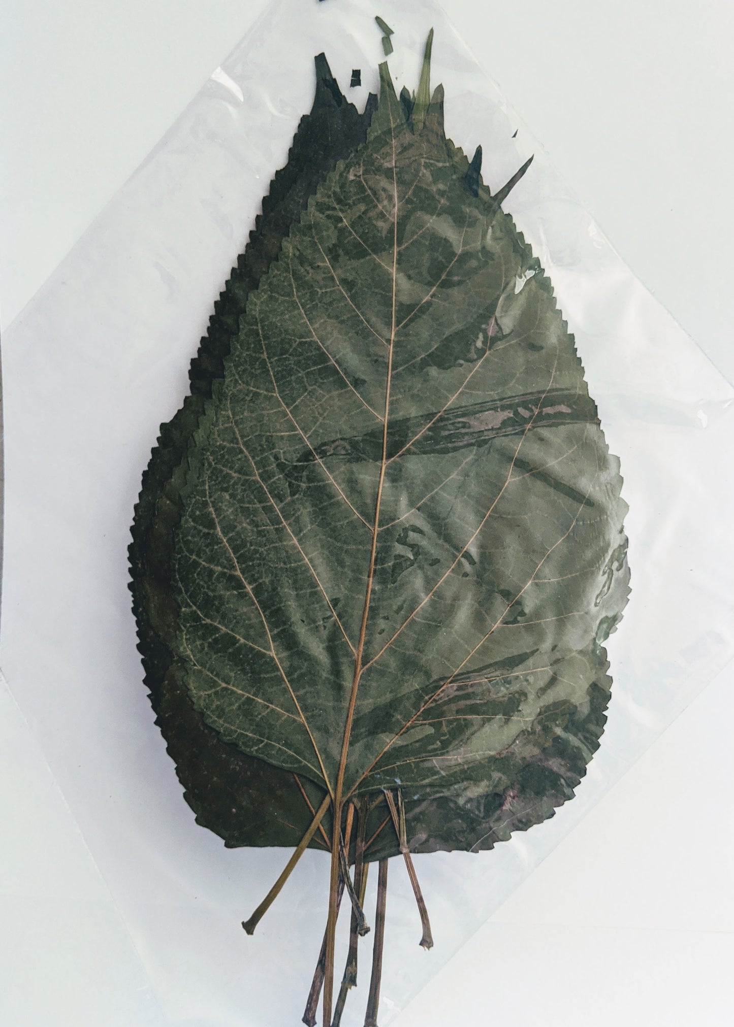 10 Mulberry Leaves