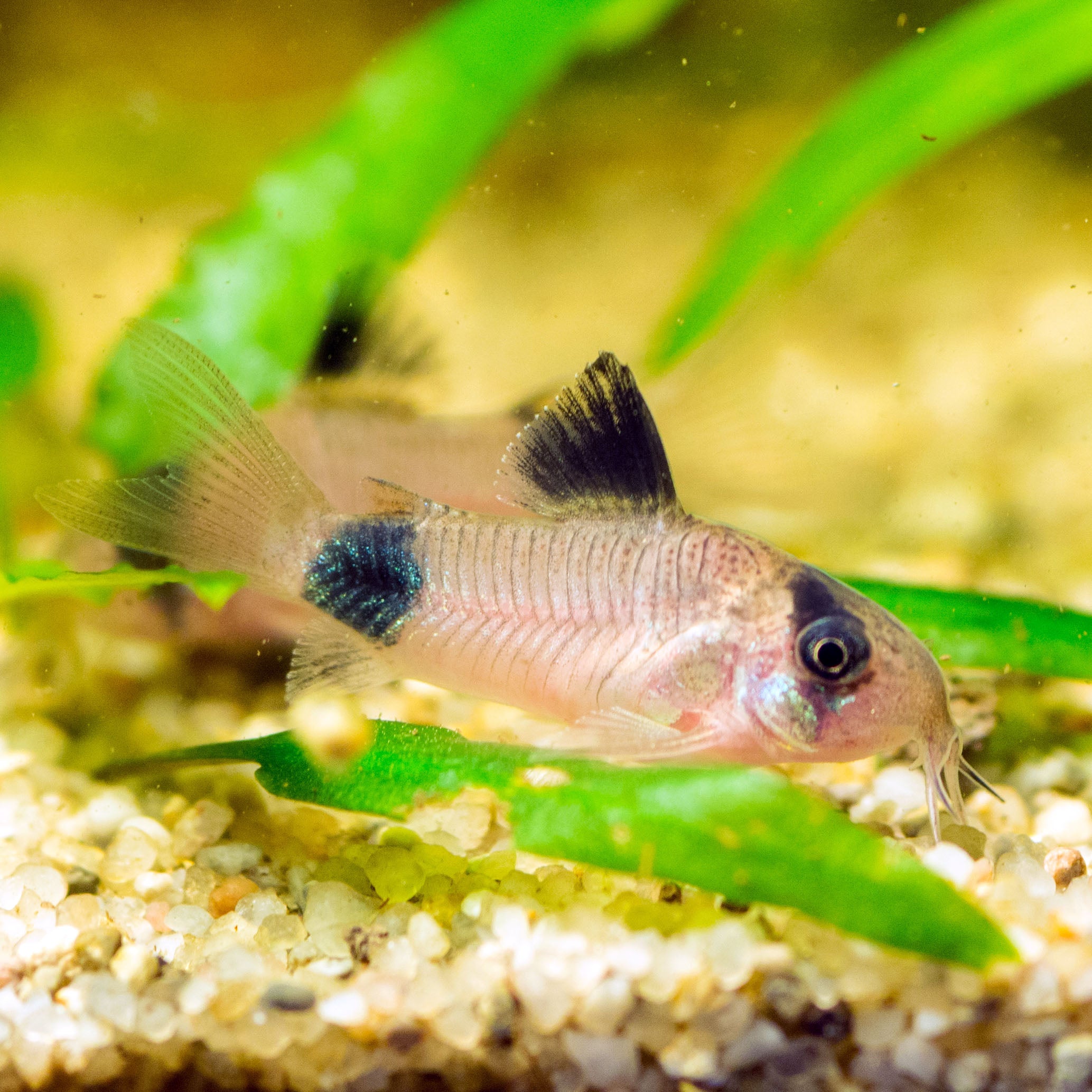Dwarf Corydoras dwarf-corydoras
