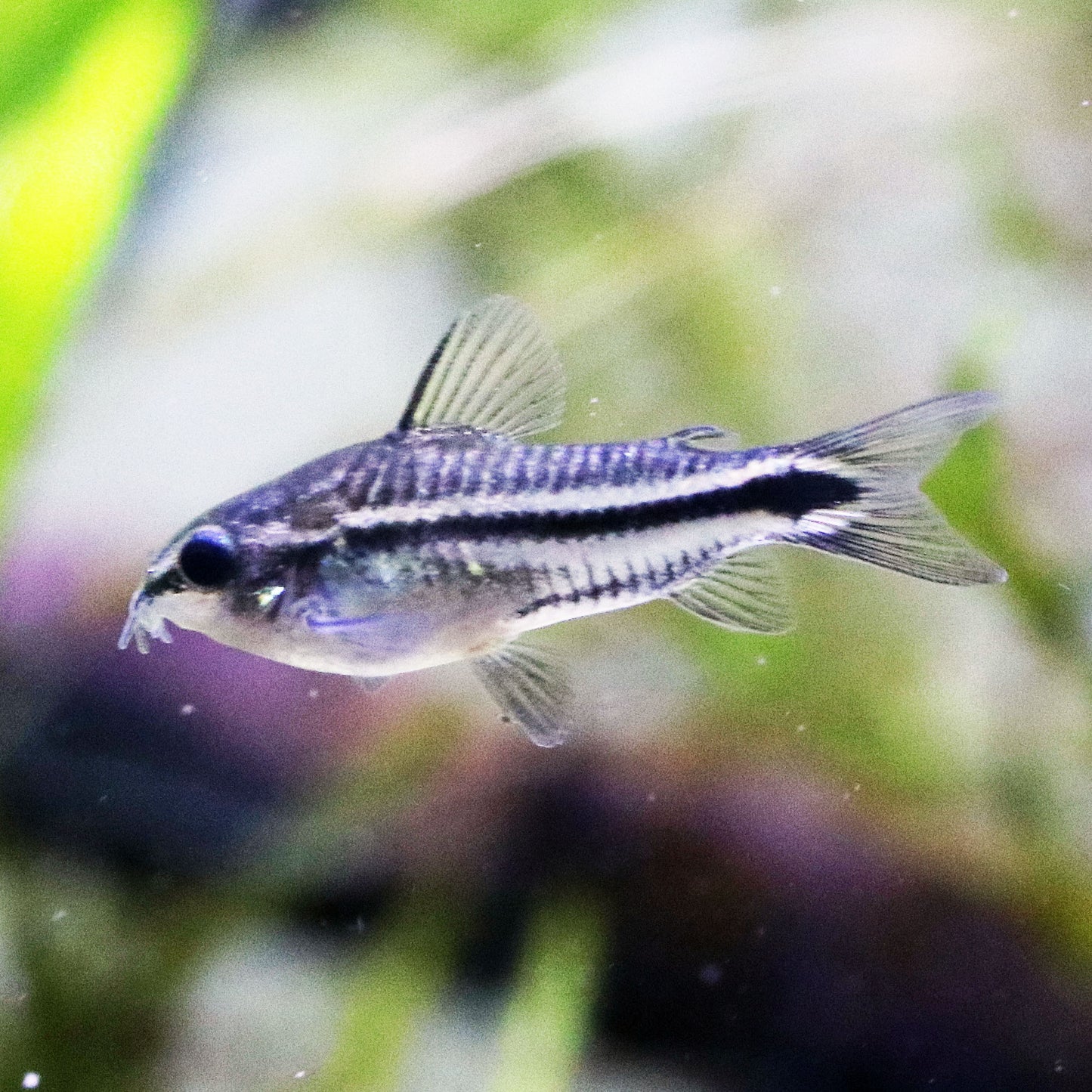 Pygmy Corydoras (Tank-Bred)