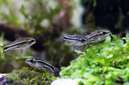 Pygmy Corydoras (Tank-Bred)