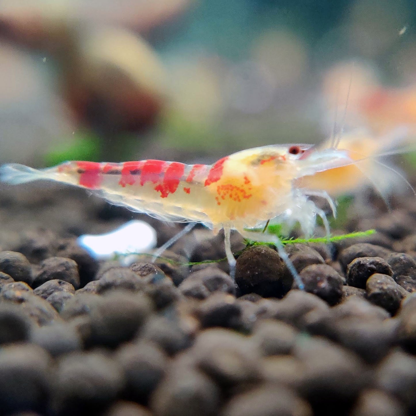 Golden Calceo Shrimp