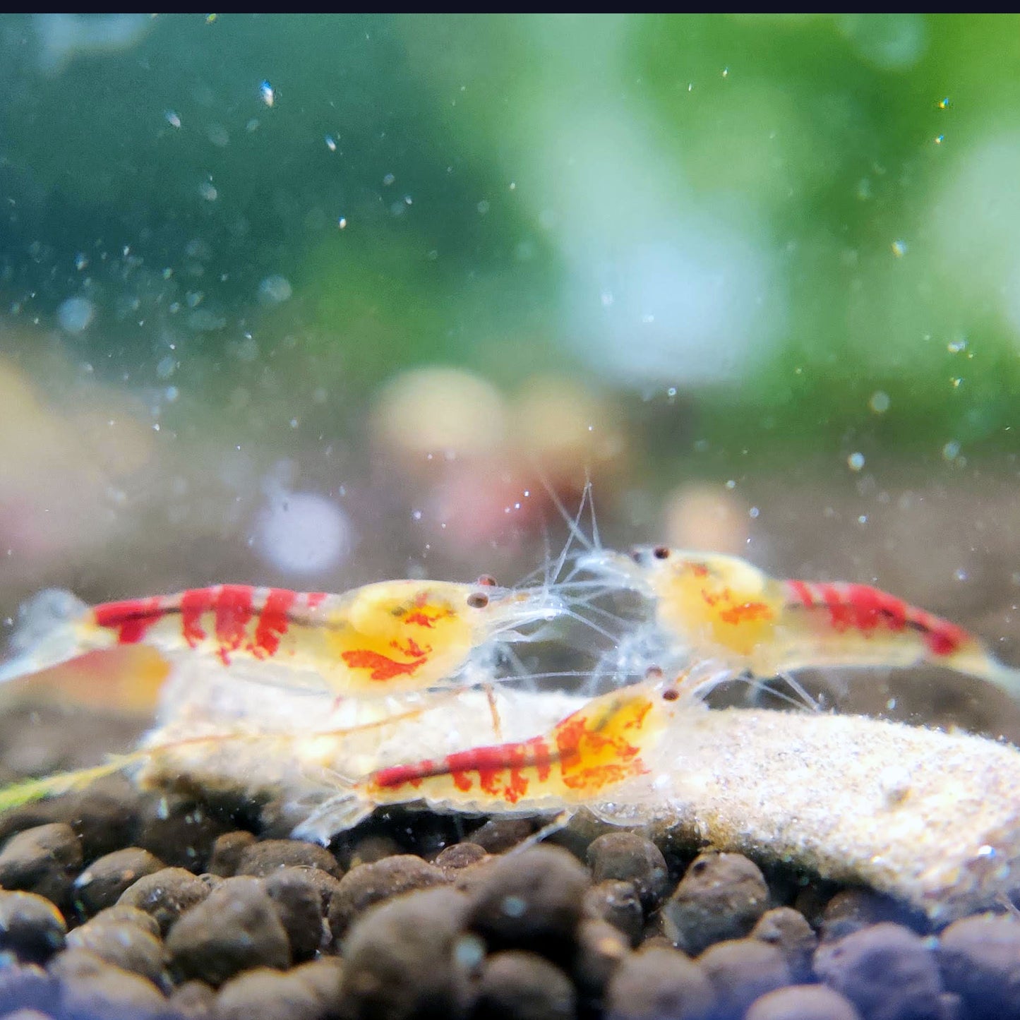 Golden Calceo Shrimp
