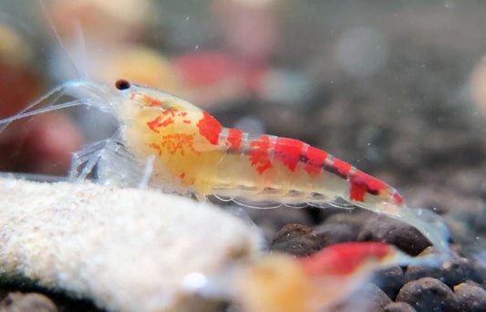 Golden Calceo Shrimp