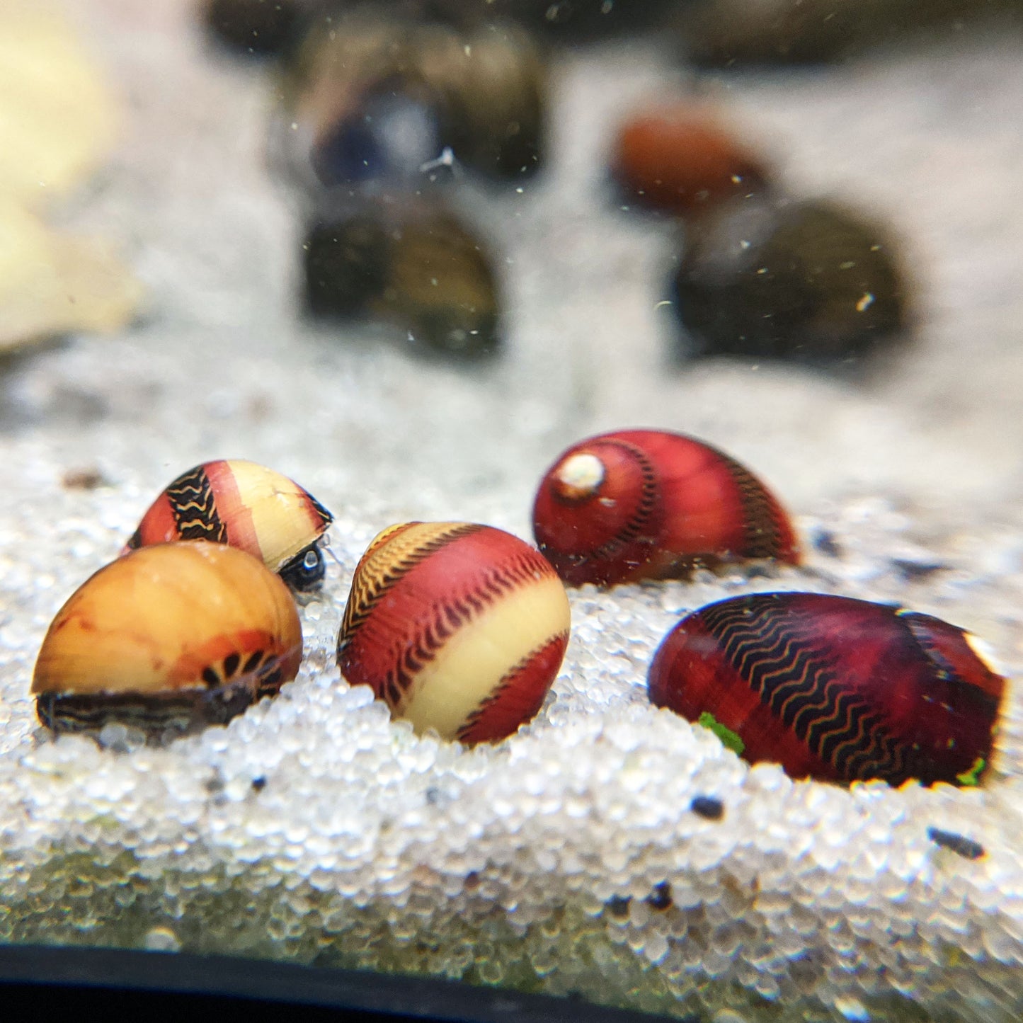 Red racer nerite snails for sale.