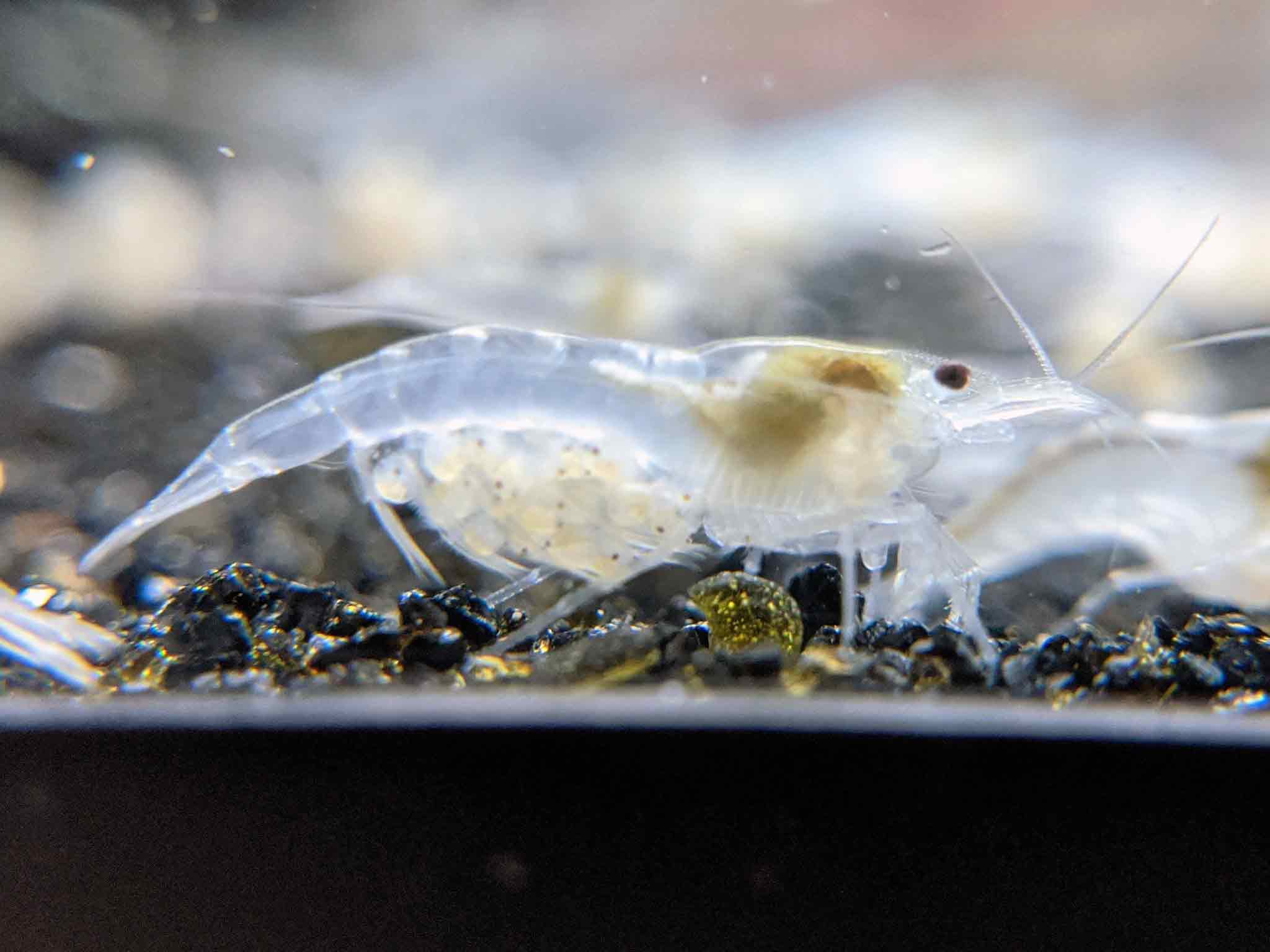 White Shrimp