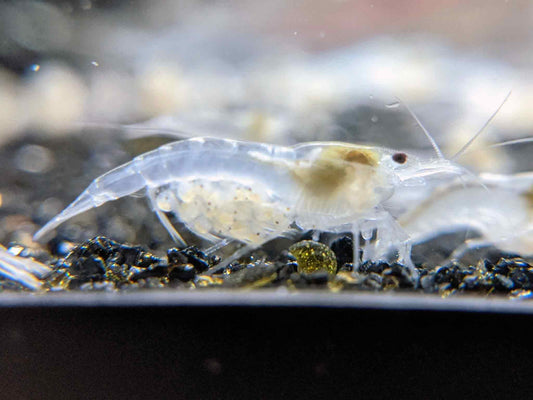 Snowball shrimp.