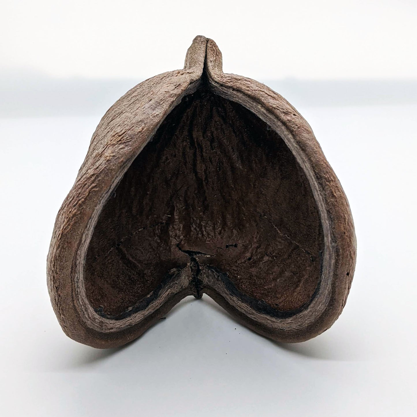 Sterculia Pod