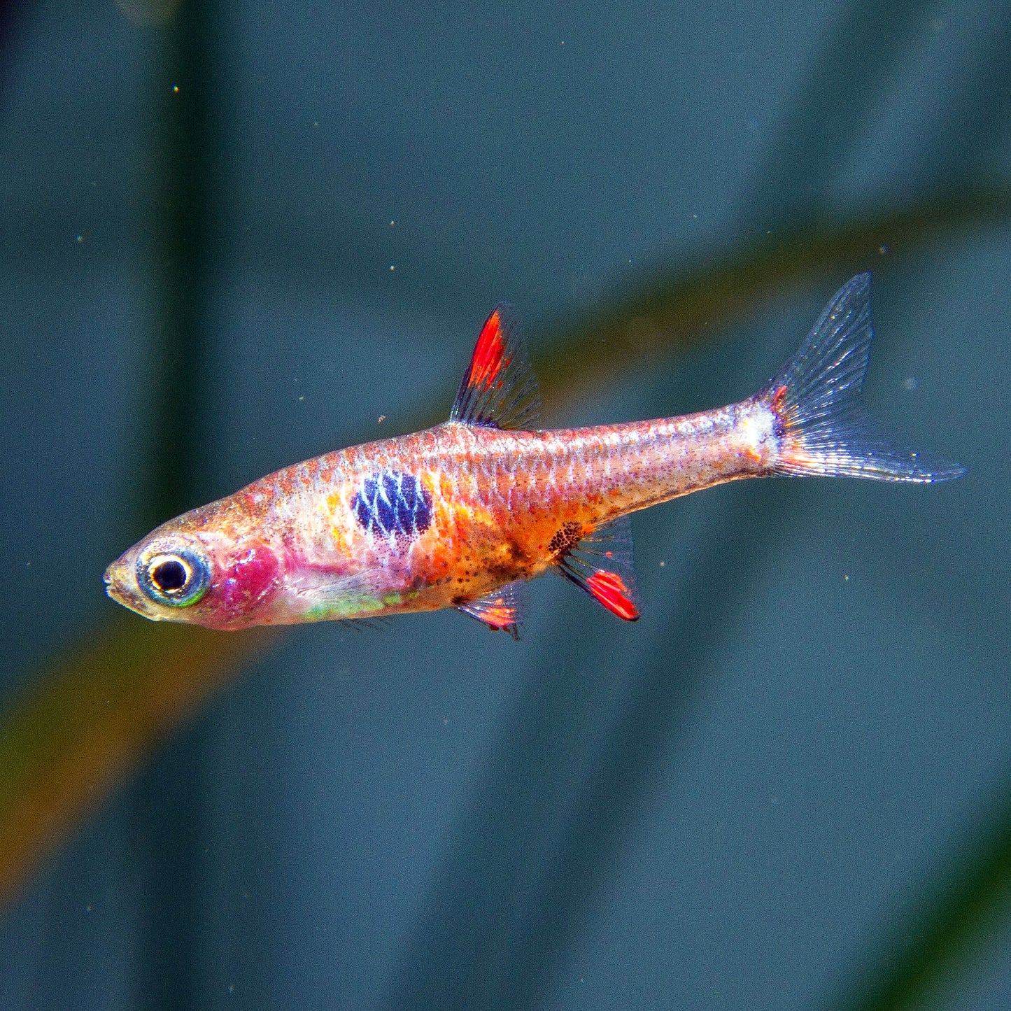 Strawberry Rasbora