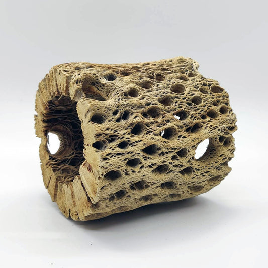 Teddy Bear Cholla Wood