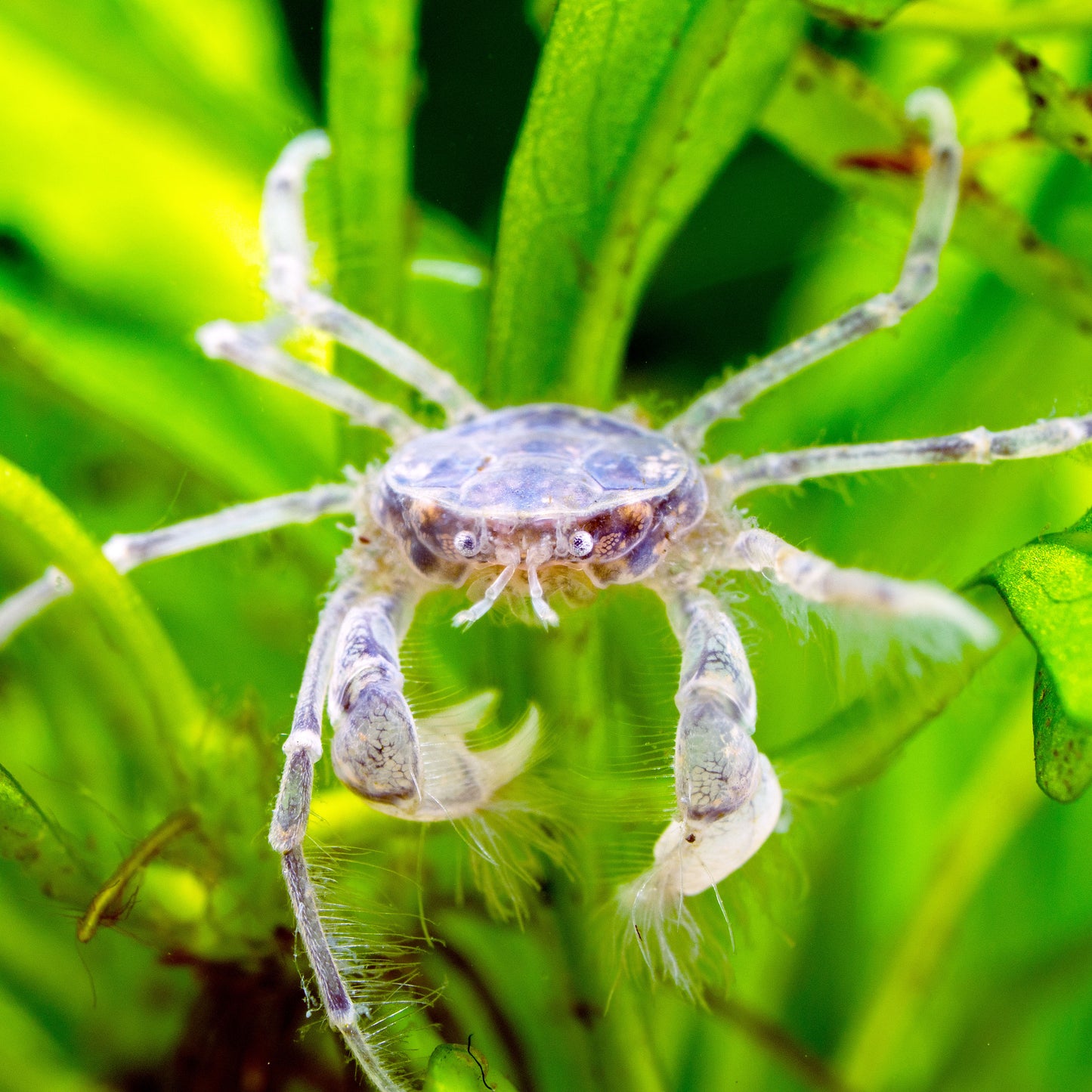 Thai micro crab.