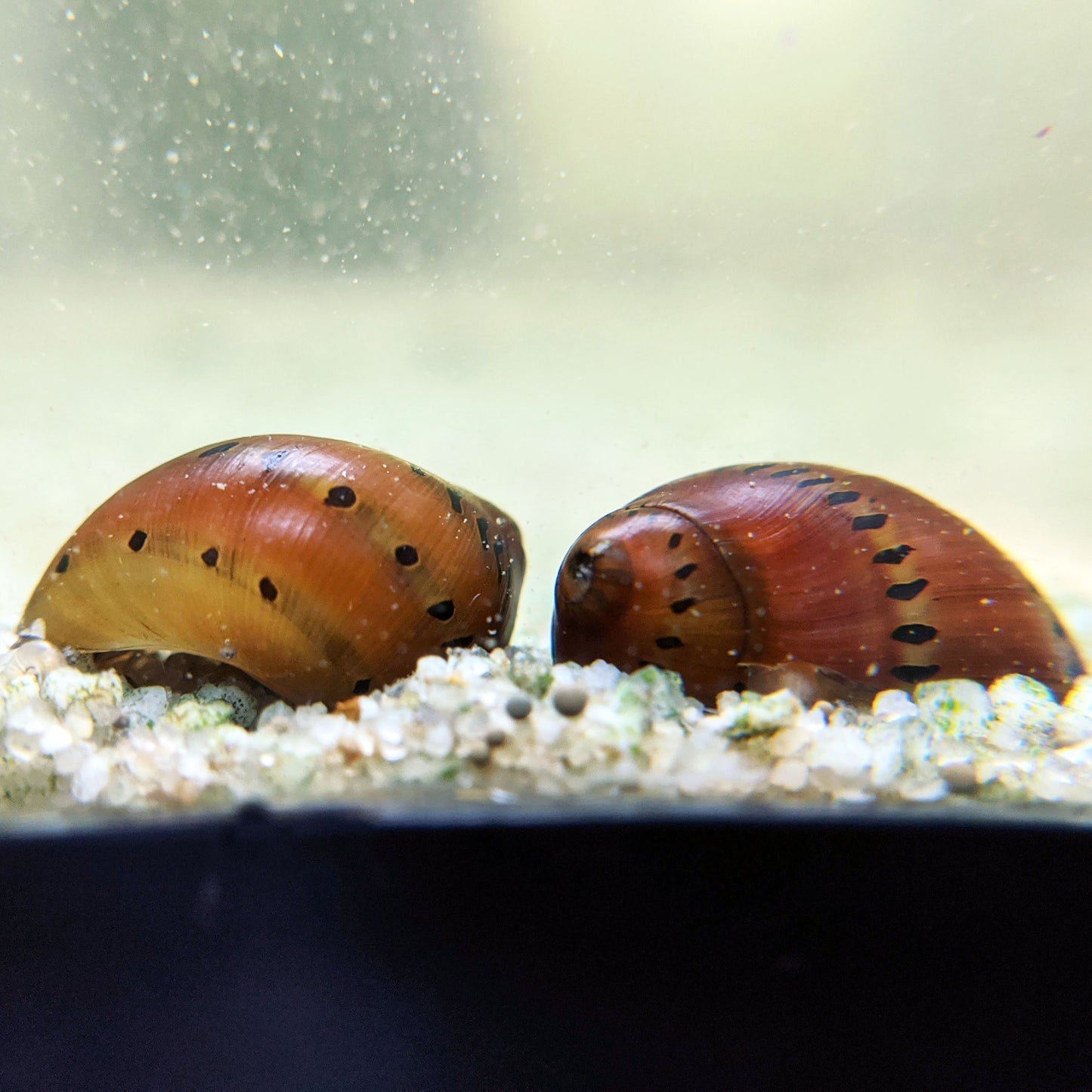 Tiger Nerite Snail