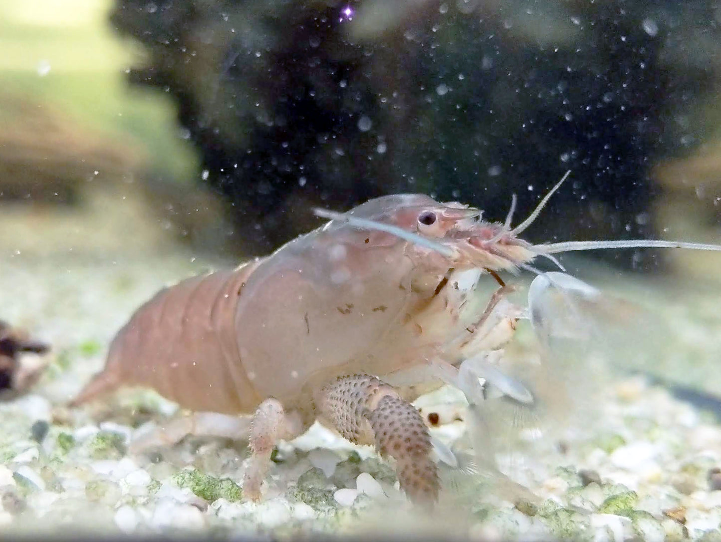 Vampire Shrimp (Atya gabonensis)