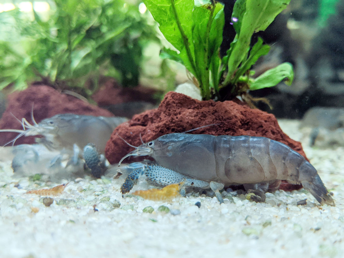 Vampire Shrimp (Atya gabonensis)