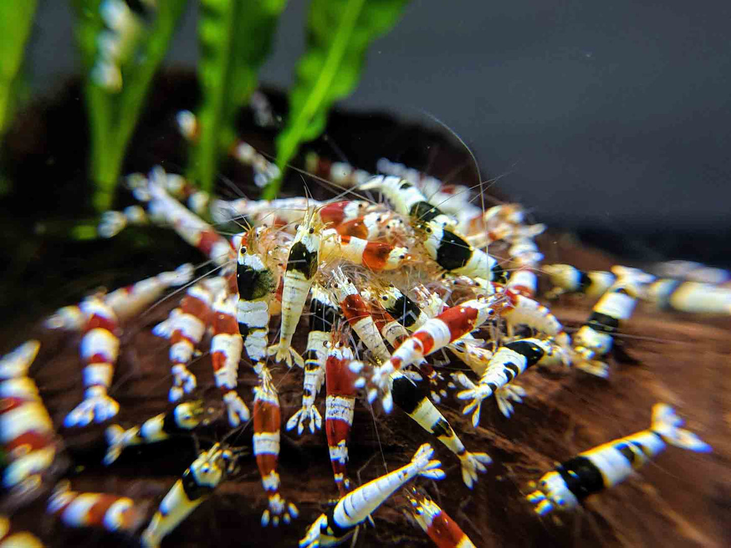 Crystal Shrimp Golden Bee Trio Pack (12 Shrimp)