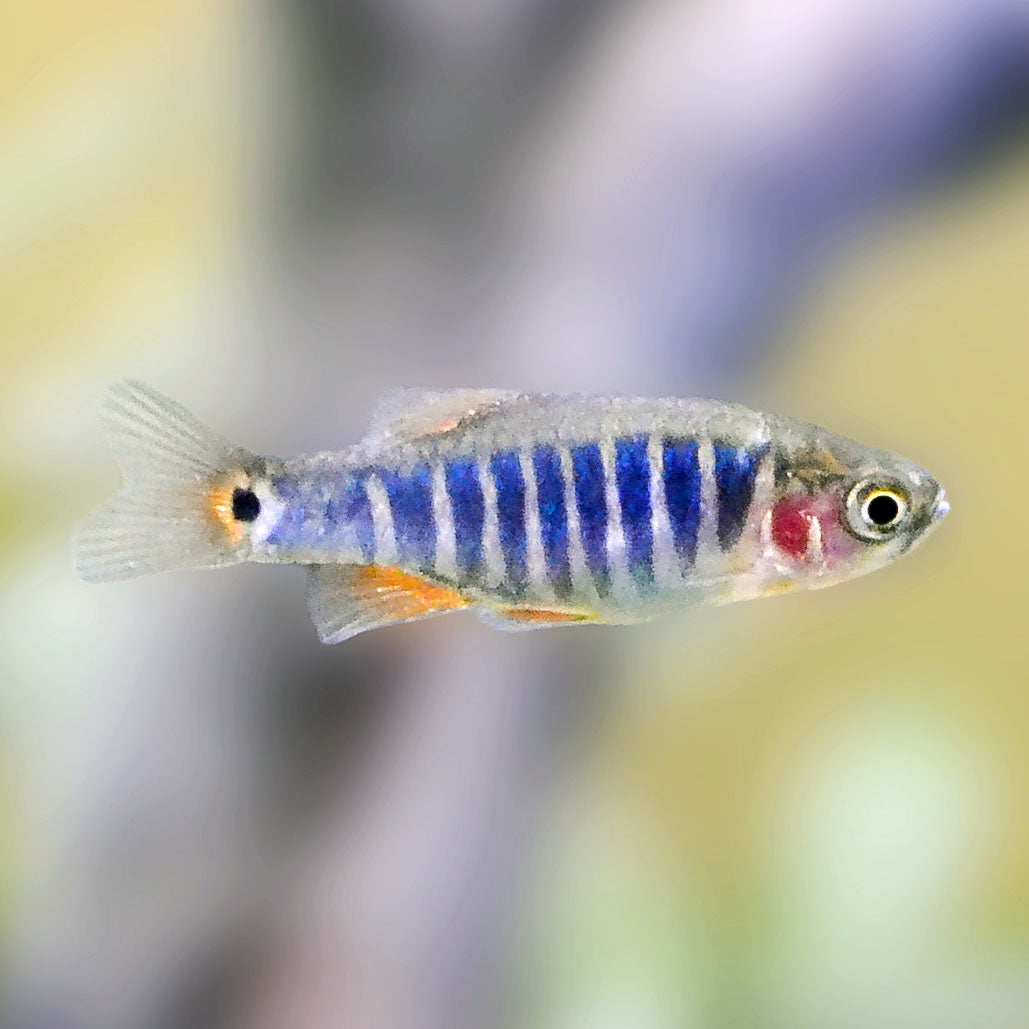 Emerald Dwarf Rasbora (Tank-Bred)