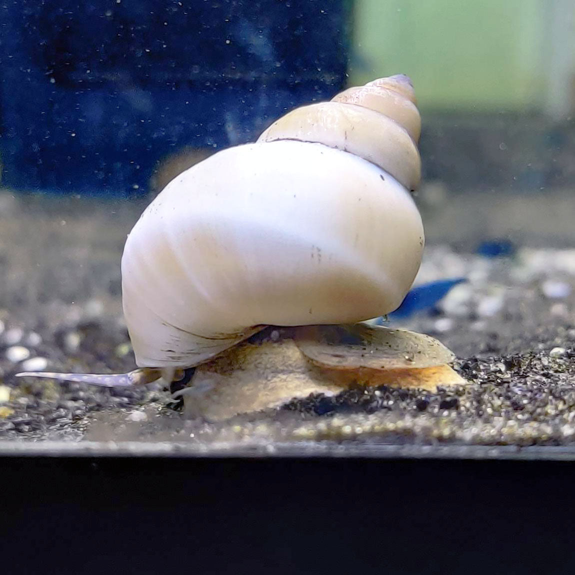 White Wizard Snail