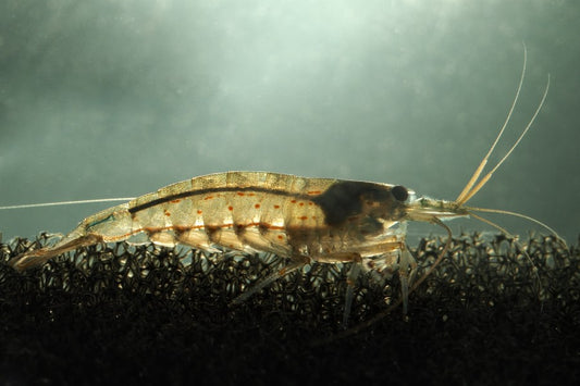 Amano shrimp closeup in an aquarium