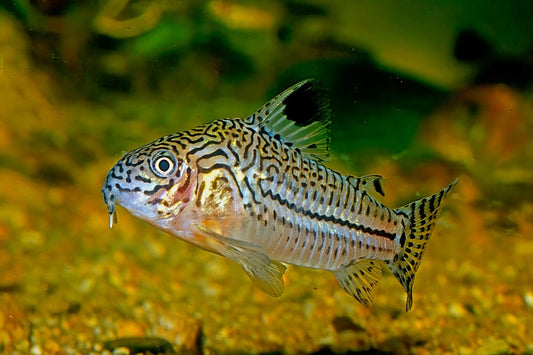 Top 5 Shrimp Safe Fish for Your Aquarium