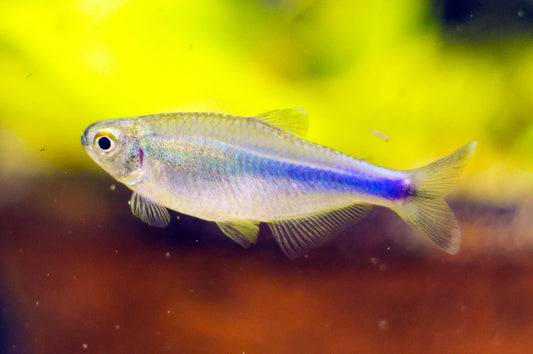 Discovering the blue King Tetra.