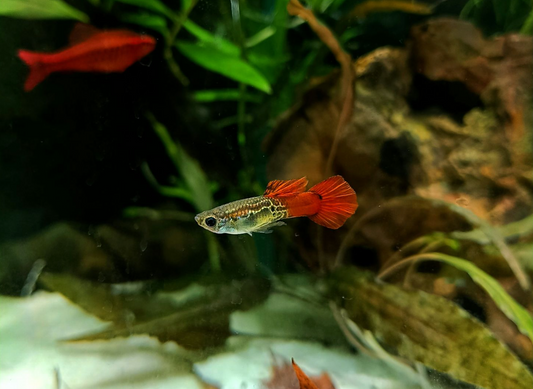 How to Breed Barb Fish Successfully at Home