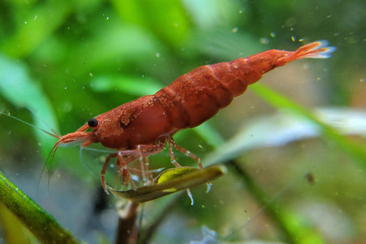 How much space do shrimp need?
