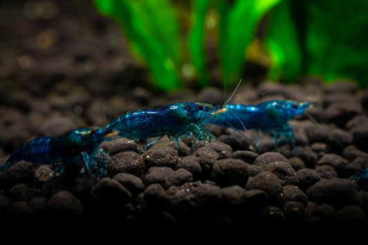 Closeup of Blue Dream freshwater shrimp in tank