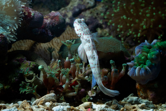 Gobies in a nano tank.