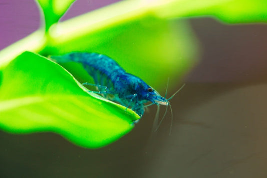 Blue Dream shrimp in a freshwater tank